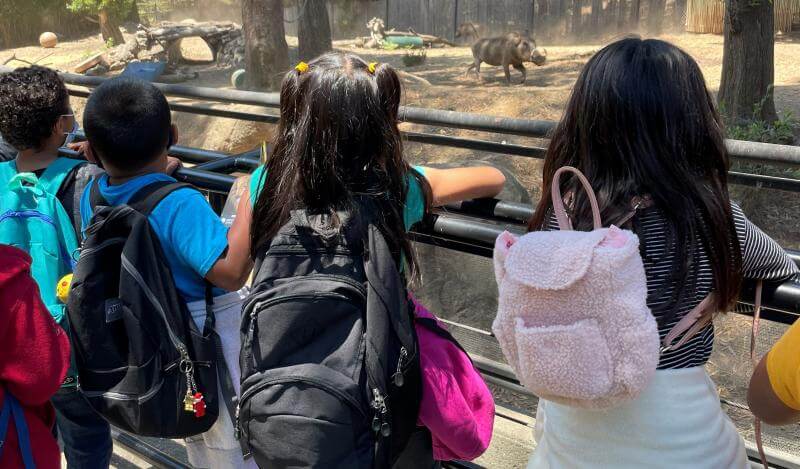 Kids look at animals at the Oakland zoo, We see the backs of their heads