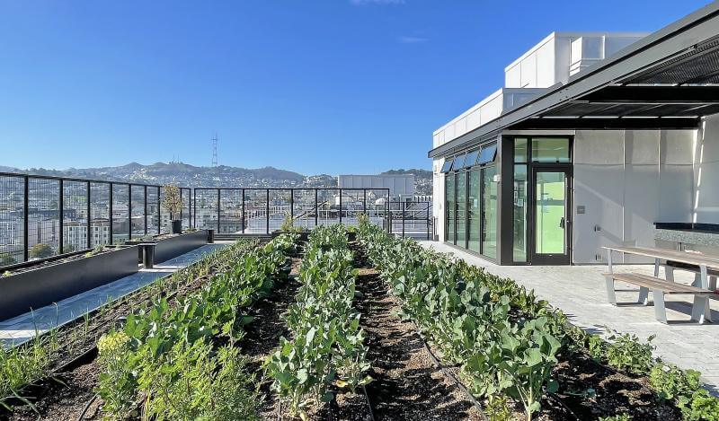 rooftop garden at 2828 16th street