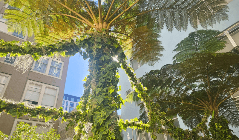 Fern and Ivy at 165 Turk Garden.