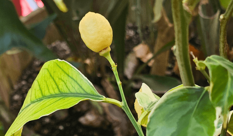 A new lemon sprouting from a tree in 165 turk garden.