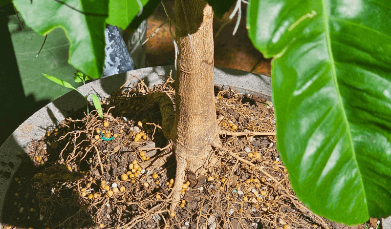 A root system at 165 Turk Garden