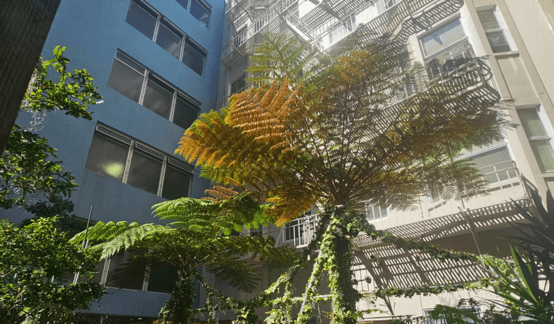 A fern tree at 165 Turk.