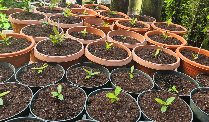 Seedlings sprouting at 165 Turk Garden