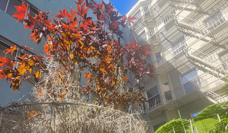 A japanese maple plant wiht spanish moss at 165 turk. 