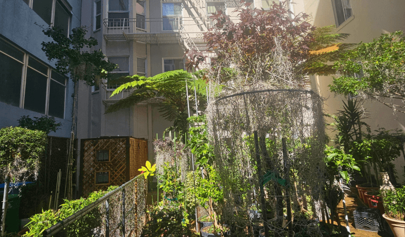 Wide shot of 165 Turk garden. 