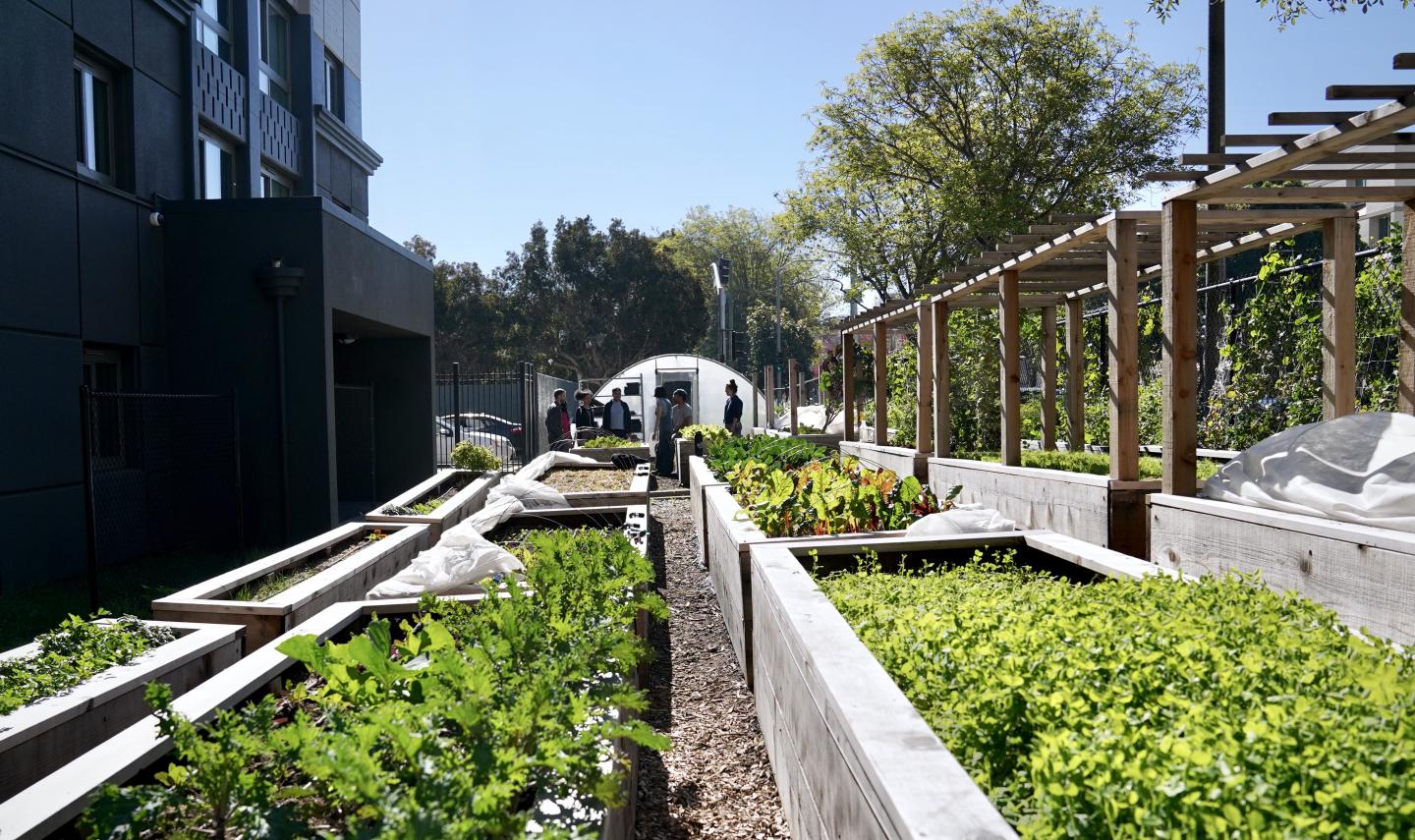 Garden beds with a greenhouse in the background