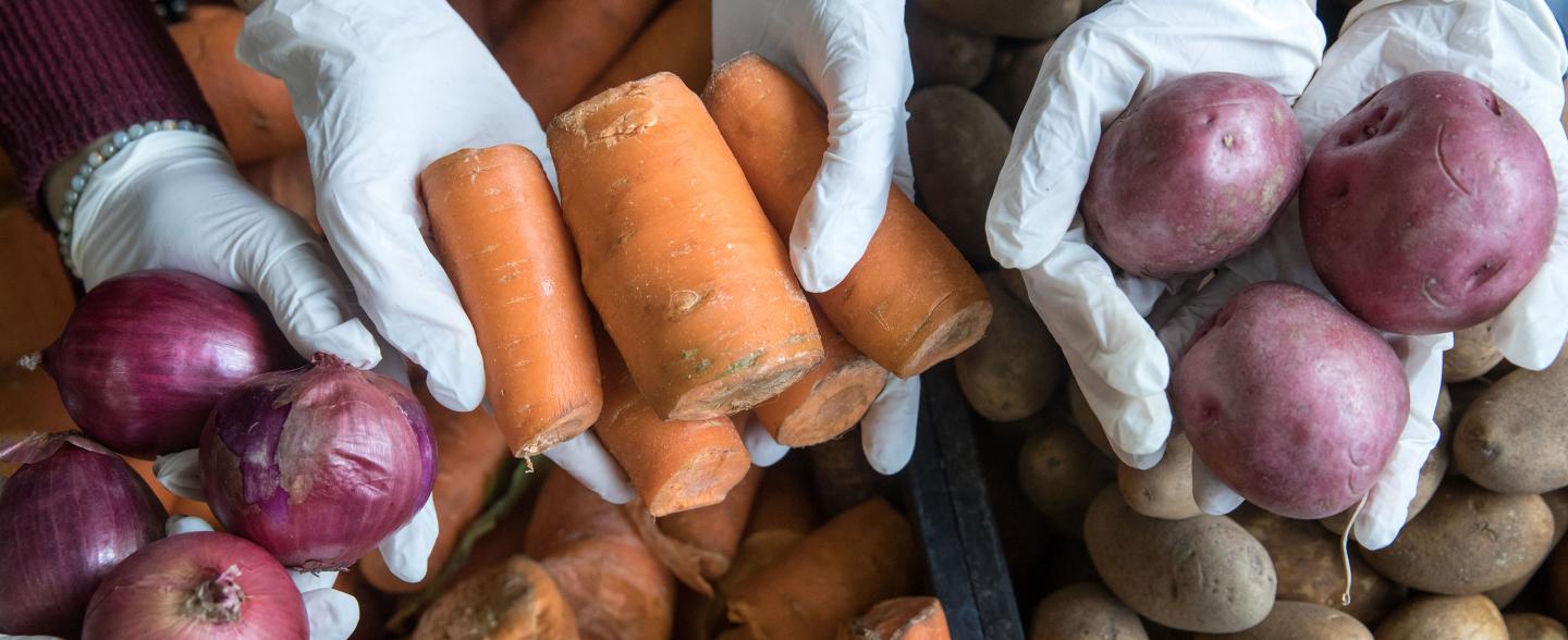 Three sets of hands lift up onions, carrots, and potatoes 