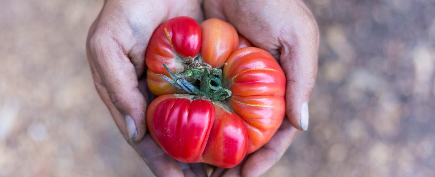 A pair of lighter skinned hands with a tattoo cradle a red tomato