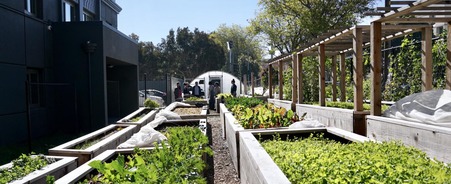 Garden beds with a greenhouse in the background