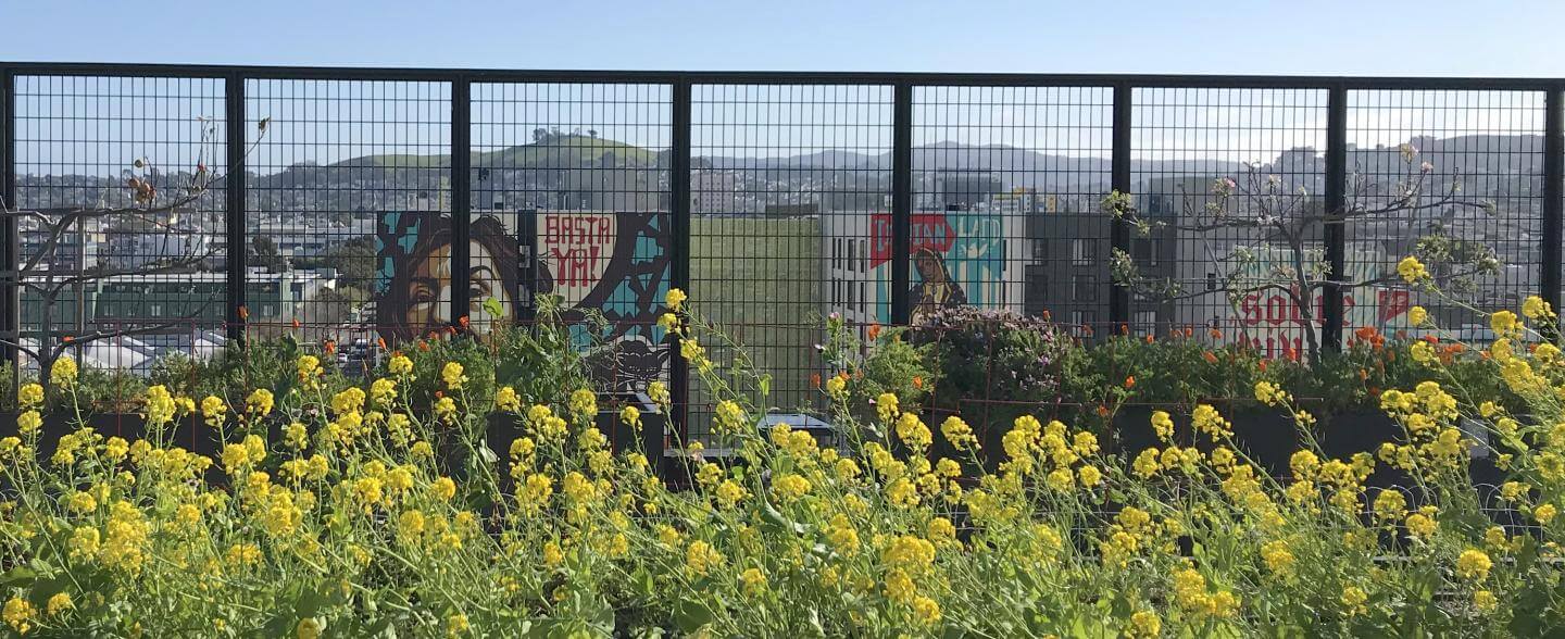 blooming plants on a TNDC rooftop garden