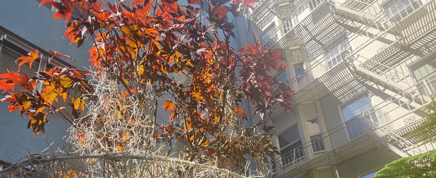 Japanese Maple Tree at 165 Turk Garden.
