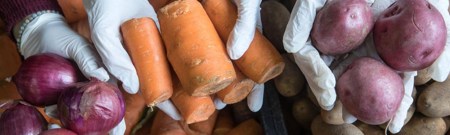 Three sets of hands lift up onions, carrots, and potatoes 
