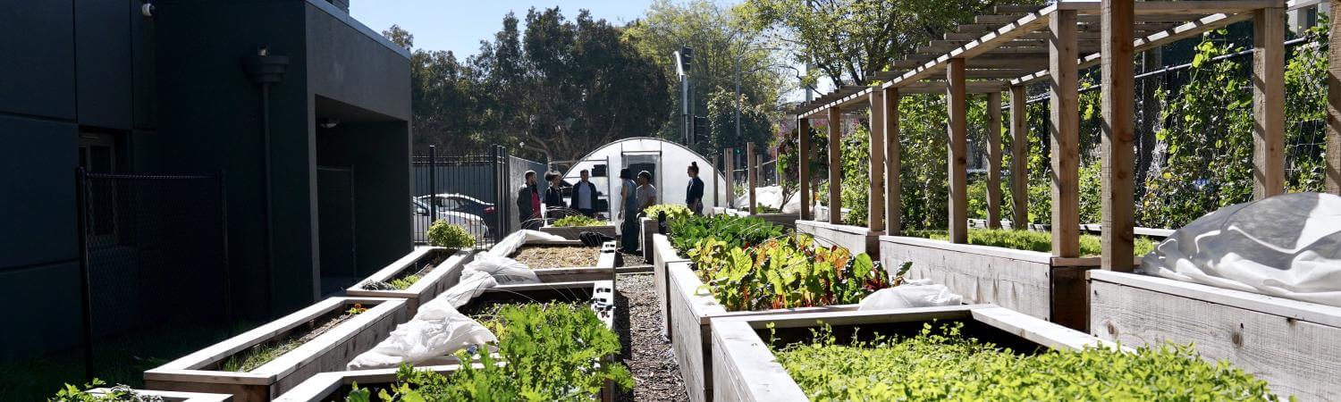 Garden beds with a greenhouse in the background