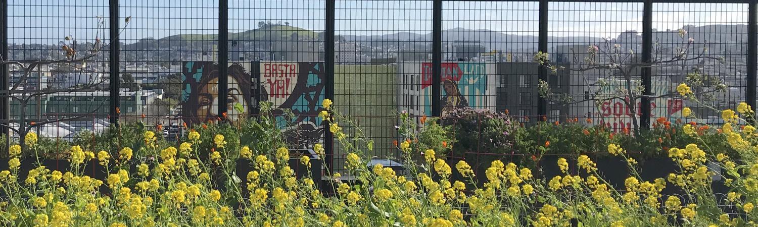 blooming plants on a TNDC rooftop garden