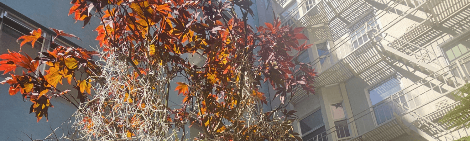 Japanese Maple Tree at 165 Turk Garden.
