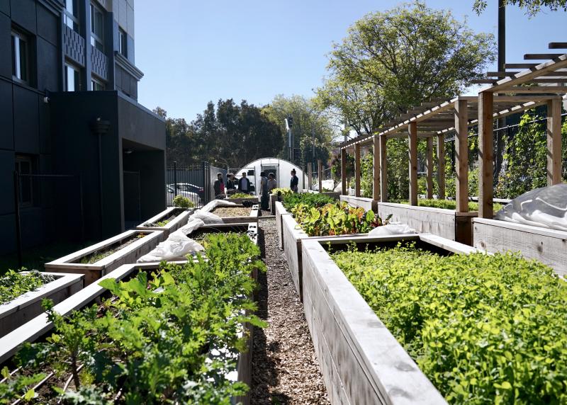 A front shot of garden beds with a greenhouse in the back