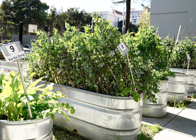 Planter beds sprouting with produce 