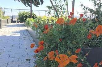 California poppies in a TNDC rooftop garden