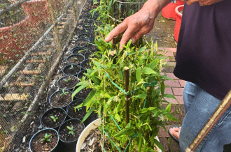 Dung Trang among 165 garden. 