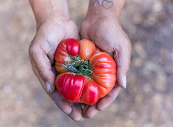 tomato in hand