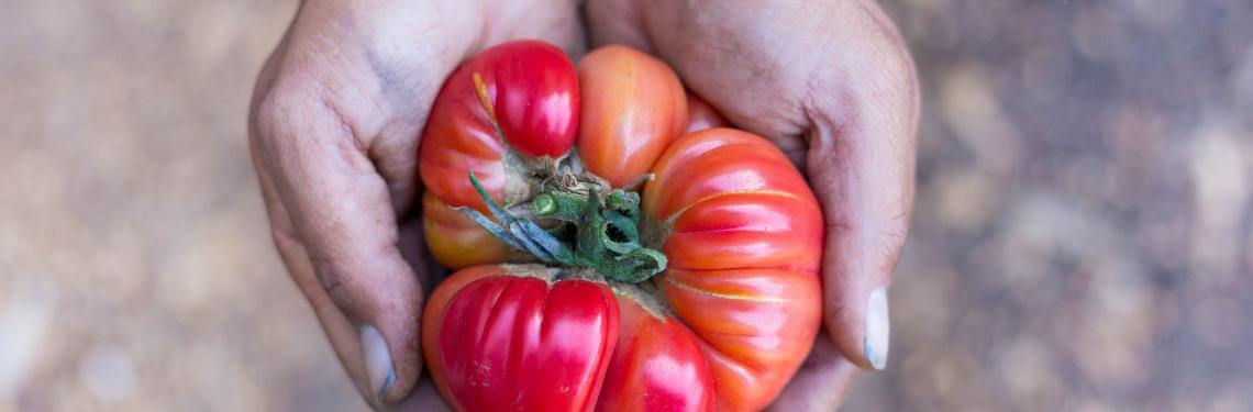 tomato in hand